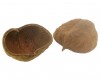 Casca nóz de Buda (Budah nut) - Natural (unidade)
